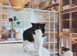 Peace of Mind for Pet Parents: A Complete Guide to Cat Boarding Services cat boarding services