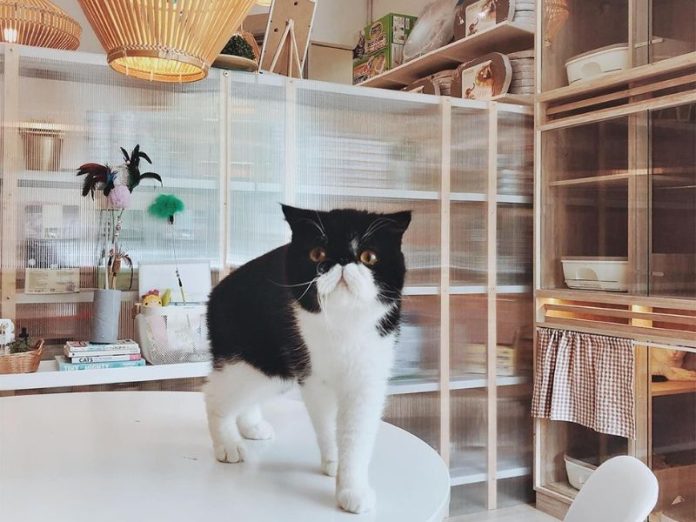 cat boarding services