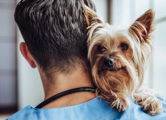 Pet Healthcare Guide: Crows Nest Veterinary Help crows nest vets