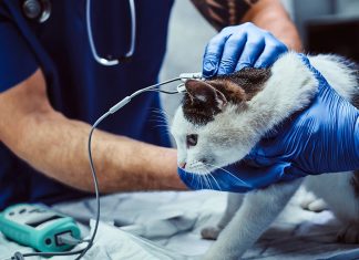 Comfortable Stays for Feline Friends: The Importance of Cat Boarding Cat Boarding