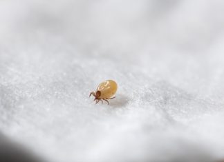 Managing Dust Mite Allergy: Symptoms, Causes, and Effective Relief dust mite allergy