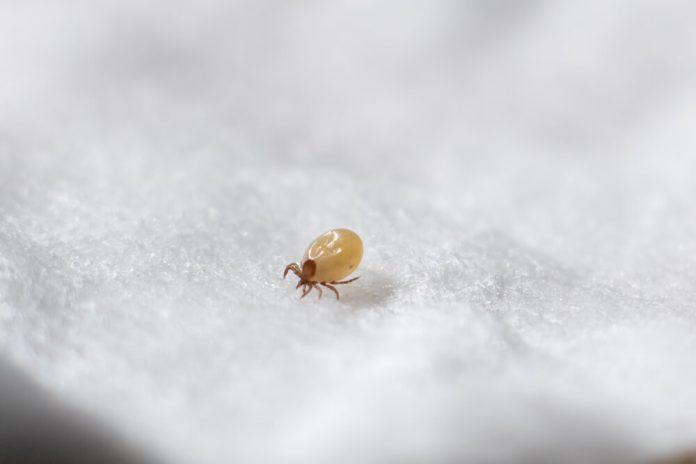 dust mite allergy
