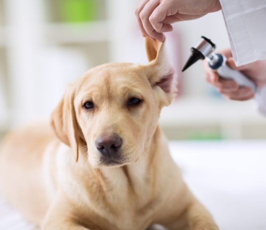 Choosing the Right Vet in Cremorne for Preventive and Emergency Pet Care Pet Wellness