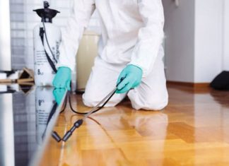 Effective Strategies for a Pest-Free Environment: Understanding Pest Management in Singapore Pest Management