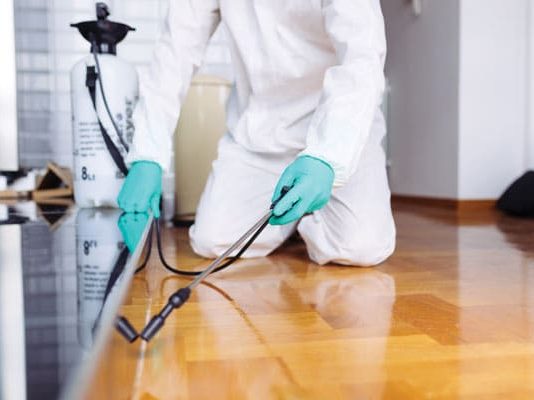 Effective Strategies for a Pest-Free Environment: Understanding Pest Management in Singapore Pest Management